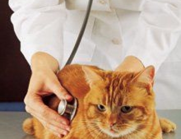 Giải đáp những thắc mắc khi cho mèo đẻ mổ