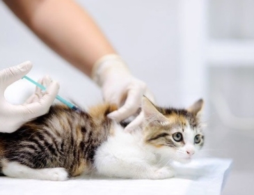 Lợi ích khi tiêm phòng cho thú cưng 