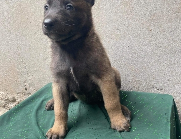 Bênh Care chó là gì 