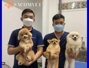 Phòng khám thú y Sacomvet: Nơi chăm sóc sức khỏe toàn diện cho thú cưng của bạn