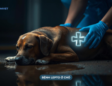 Bệnh lepto trên chó là gì?