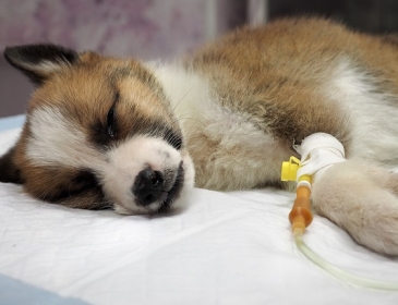 Bệnh parvo virus ở chó là bệnh gì ? Cách phòng tránh và điều trị hiệu quả