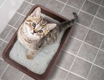 Bệnh đường tiết niệu ở mèo ?