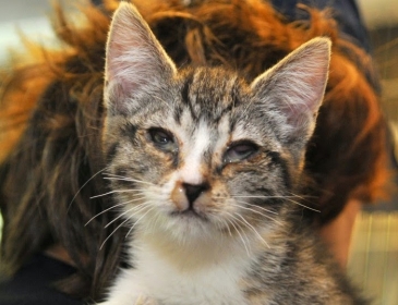 Bệnh Feline Herpesvirus (FHV) là bệnh gì ?
