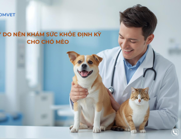 Khám sức khỏe định kì cho thú cưng 