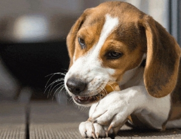 Sau khi triệt sản, nên cho chó ăn gì?