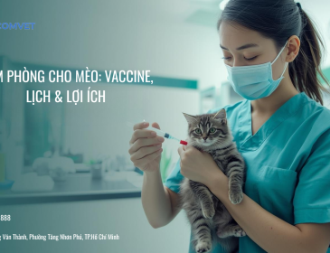 Vài điều cần biết về tiêm phòng cho mèo