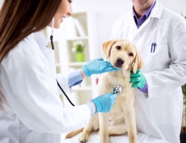 Tiêu chí giúp bạn đánh giá và chọn ra nơi cung cấp dịch vụ chăm sóc thú cưng phù hợp