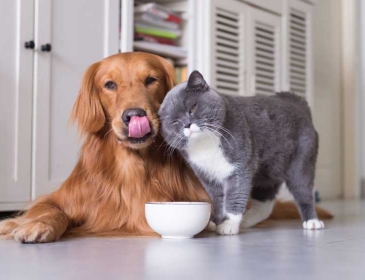 Những lý do bạn nên triệt sản cho chó, mèo