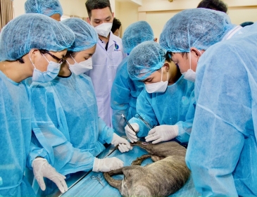 Phẫu thuật cho thú cưng
