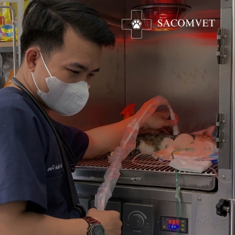 Giá triệt sản mèo tại phòng khám SACOMVET